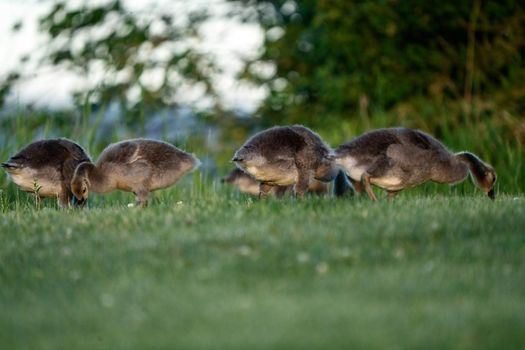 Goose Goslings Canada at Sunrise Northern Saskatchewan