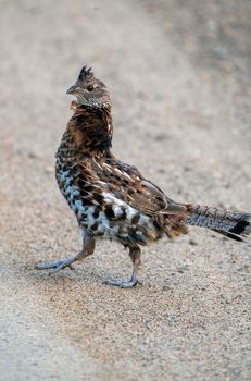 Spruce Grouse Close Up in Northern Saskatchewan Canada