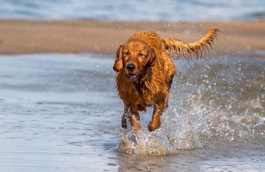 Purebred Golden Retreiver Canada on the run 