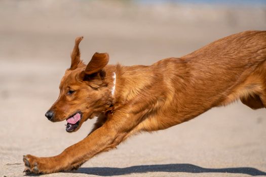 Purebred Golden Retreiver Canada on the run 