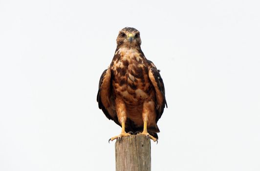 Swainson Hawk Prairie in Saskatchewan Canada Summer