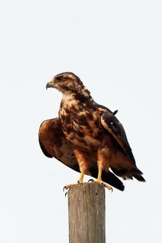 Swainson Hawk Prairie in Saskatchewan Canada Summer