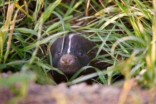 Baby Skunk Peeking from Den Canada Saskatchewan