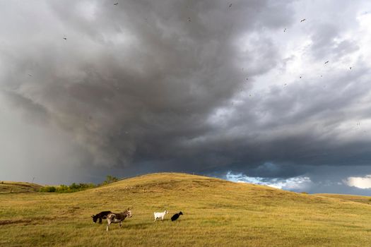 Prairie Storm Canada Summer time clouds warning