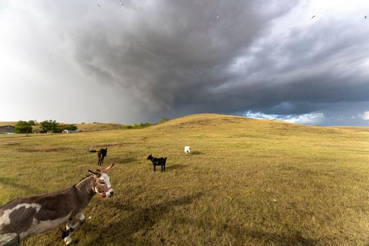 Prairie Storm Canada Summer time donkey in foreground