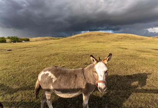 Prairie Storm Canada Summer time donkey in foreground