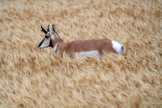Pronghorn Antelope Prairie Canada in Wheat field Saskatchewan