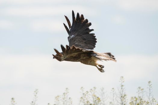 Swainson Hawk Prairie in Saskatchewan in flight