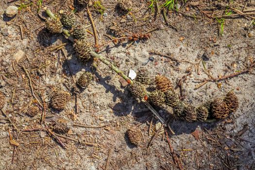 A branch with many cones around it on a ground of a coniferous forest