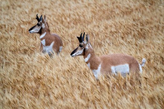 Pronghorn Antelope Prairie Canada in Wheat field Saskatchewan