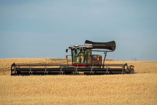 Swather in Action in Fall Saskatchewan Canada