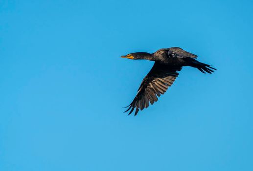 Cormorant in Flight In Prairie Saskatchewan Canada