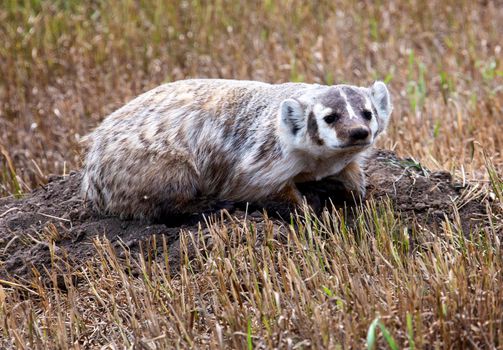 Close Up Badger near den in Saskatchewan Canada