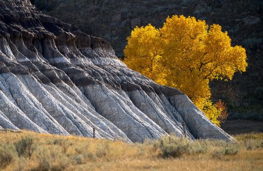 Prairie colors in fall yellow orange trees colorful