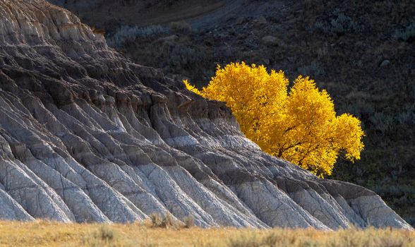 Prairie colors in fall yellow orange trees colorful