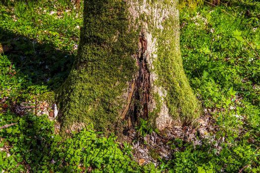 A stump of a very old tree overgrown with moss