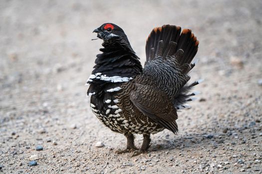 Ruffed Grouse in Manitoba Canada full regalia Canada