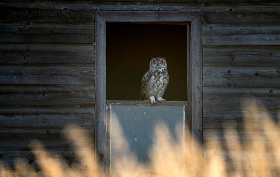 Young Great Horned Owl in a Barn Window