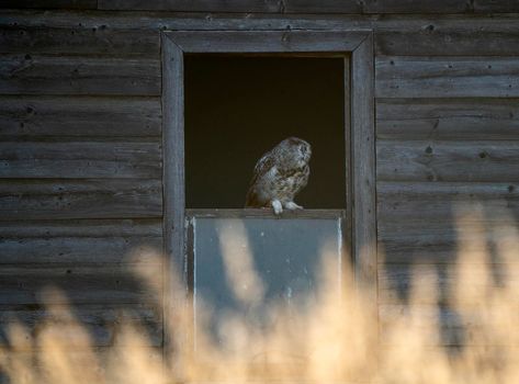 Young Great Horned Owl in a Barn Window