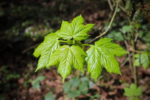 Fresh green maple shaped leaves on a branch with a soft background