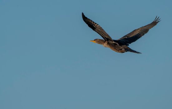 Cormorant in Flight In Prairie Saskatchewan Canada