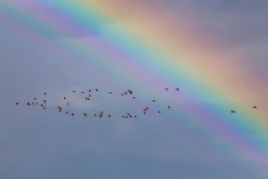 Prairie Rainbow in Saskatchewan Canada geese in flight