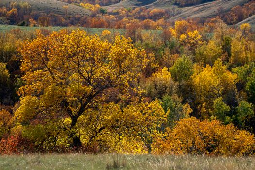 Prairie colors in fall yellow orange trees colorful
