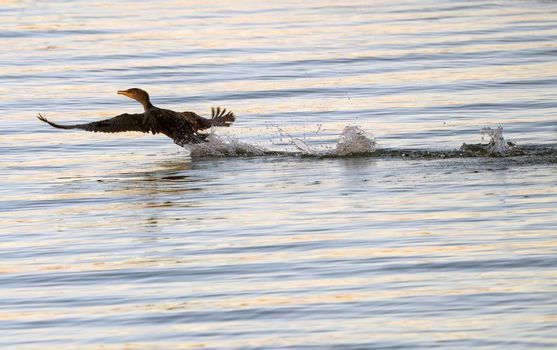 Cormorants at lake in Saskatchewan Canada prairie wildlife