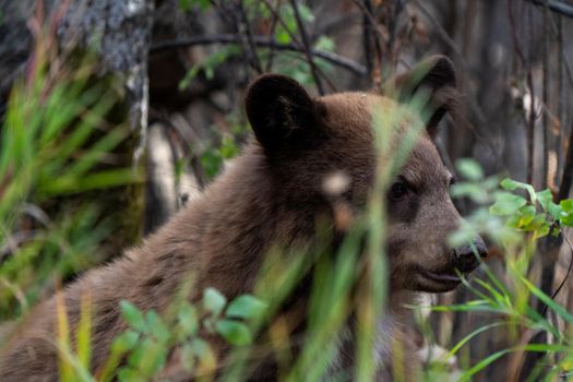 Bears in Riding Mountain National Park Manitoba Canada