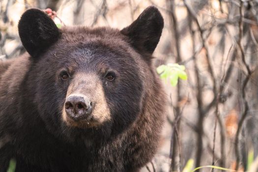 Bears in Riding Mountain National Park Manitoba Canada