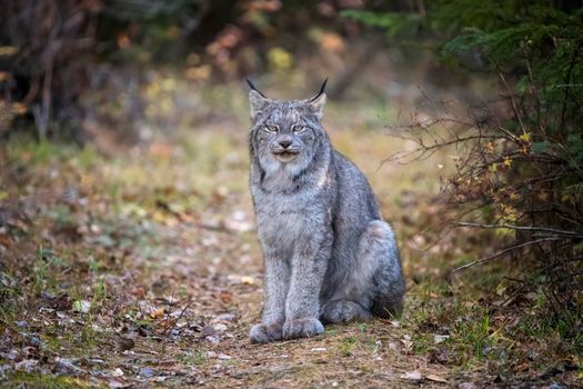 Lynx in the Wild Riding Mountain National Park Canada