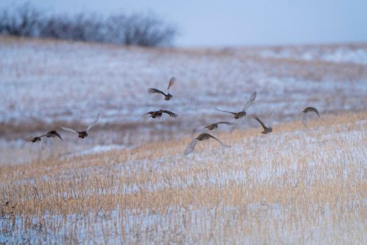 Prairie Winter Partridge in a group Canada in flight