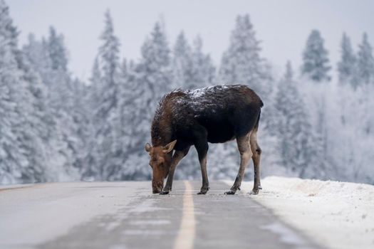 Moose in the Snow in Riding Mountain Provincial Park Canada