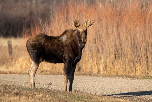 Moose female cow in the Saskatchewan Valley