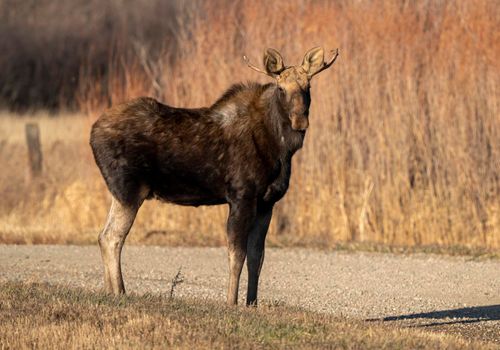Moose female cow in the Saskatchewan Valley