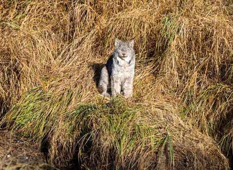 Lynx in the Wild Riding Mountain National Park Canada