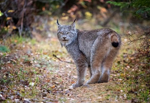 Lynx in the Wild Riding Mountain National Park Canada