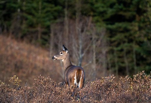 Deer in the Prairies of Saskatchewan Canada