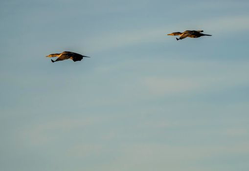 Cormorants at lake in Saskatchewan Canada prairie wildlife