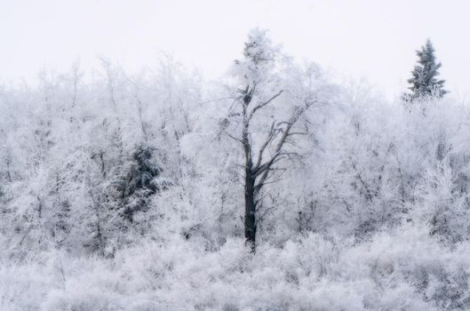 Hoar frost scene in Riding Mountain Manitoba