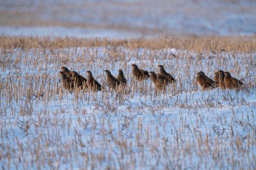 Prairie Winter Partridge in a group Canada