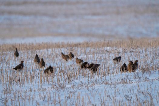 Prairie Winter Partridge in a group Canada