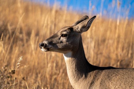 Deer in the Prairies of Saskatchewan Canada