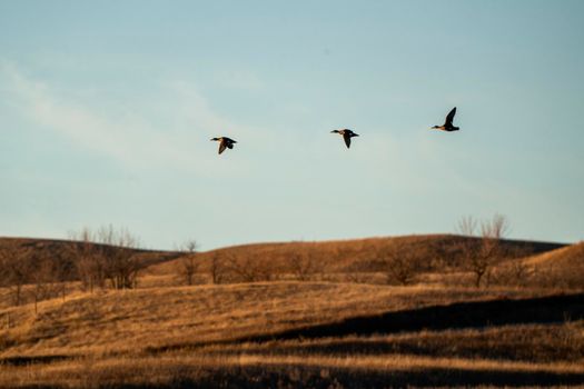 Ducks Flying in Summer Prairie Saskatchewan Canada