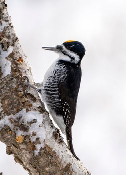 Woodpecker in tree in Winter Saskatchewan Canada