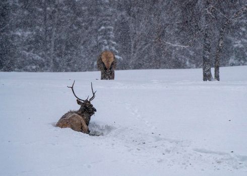 Prince Albert National Park Saskatchewan Canada Elk winter