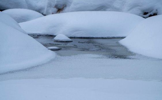 Moose in the Snow in Riding Mountain Provincial Park Canada