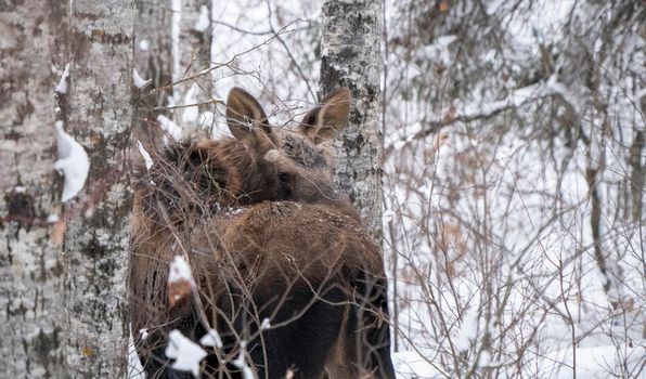 Moose in the Snow in Riding Mountain Provincial Park Canada