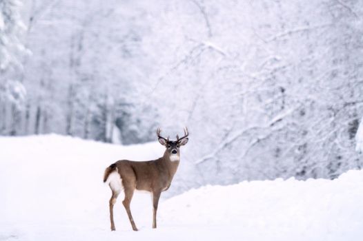 Moose in the Snow in Riding Mountain Provincial Park Canada