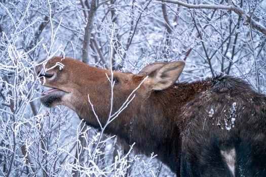 Moose in the Snow in Riding Mountain Provincial Park Canada